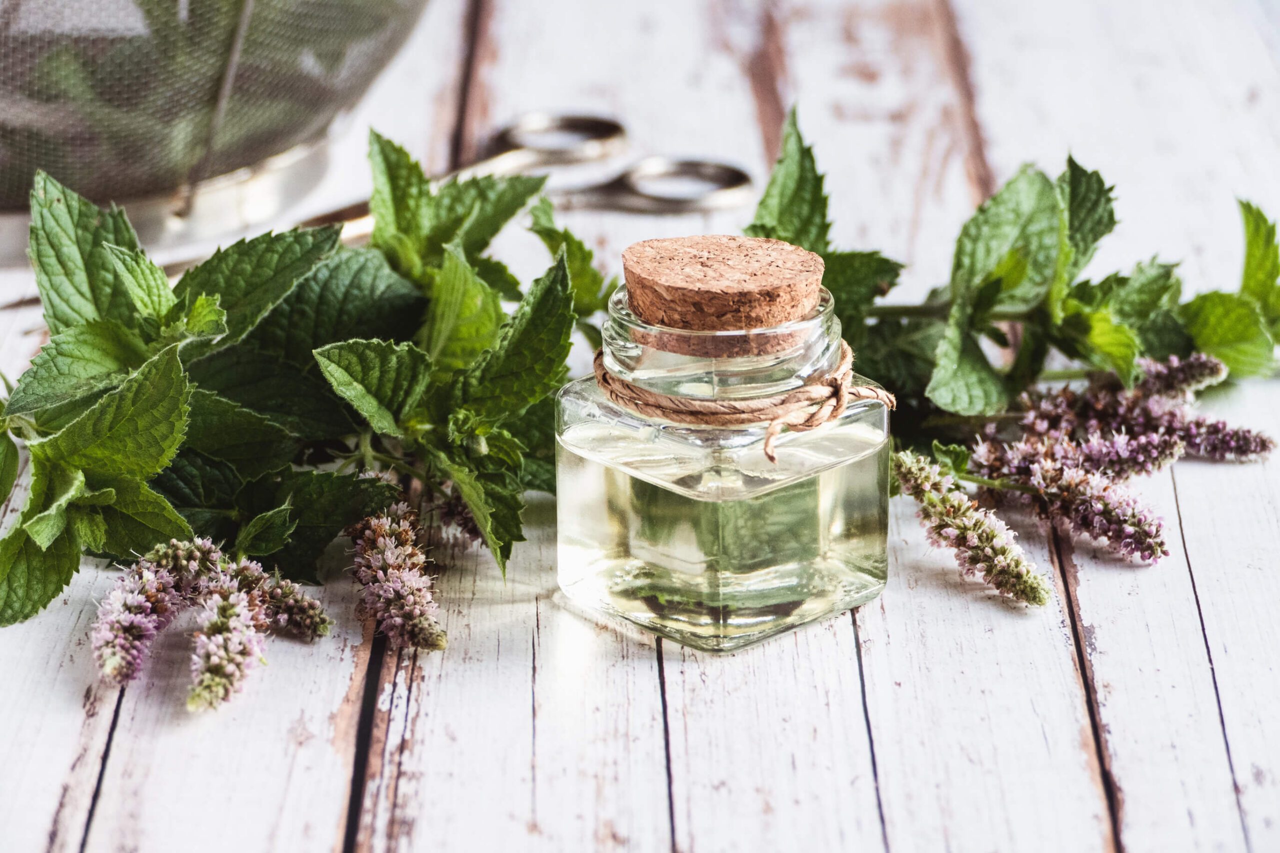 Menta Poleo Natural